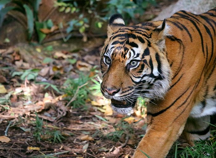 photo 2017 - 0501 - zoo tiger 04_zpskfxhduky.jpg