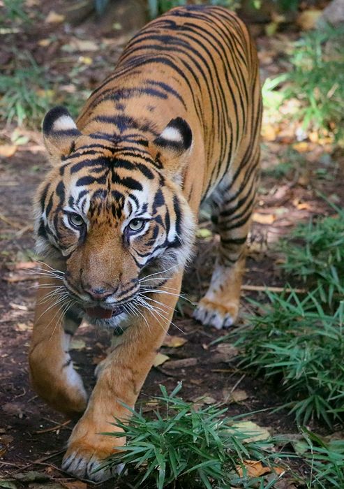 photo 2017 - 0501 - zoo tiger 05_zps1fwnowgd.jpg