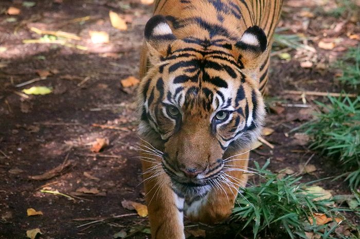 photo 2017 - 0501 - zoo tiger 06_zpsowkexvv5.jpg