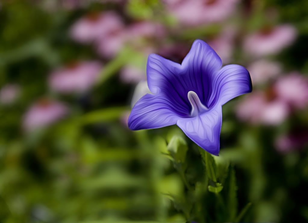 IMAGE: http://i1197.photobucket.com/albums/aa422/RamertPhotography/IMG_0975-2.jpg