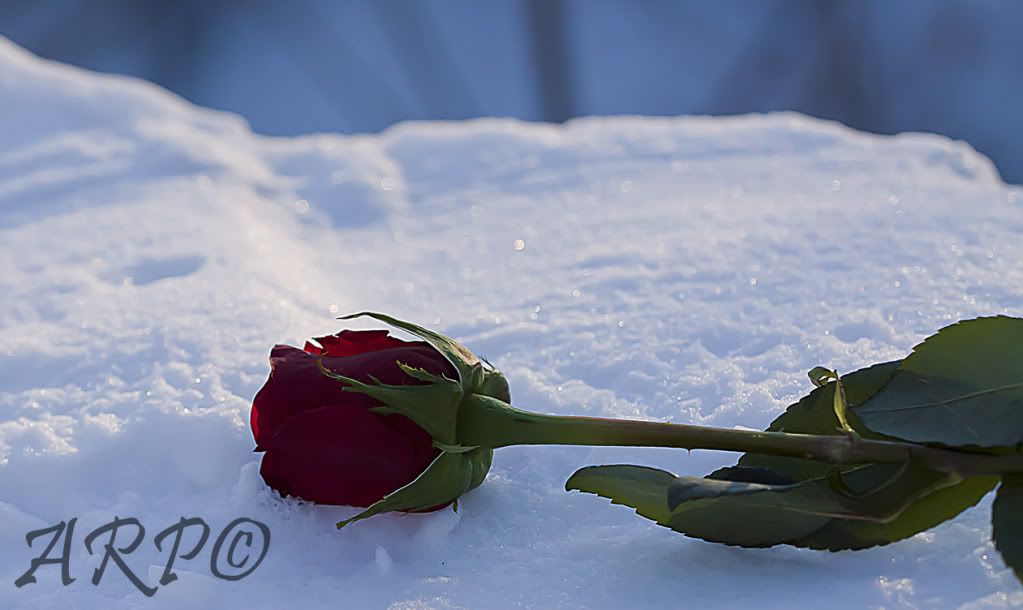 IMAGE: http://i1197.photobucket.com/albums/aa422/RamertPhotography/IMG_9502.jpg