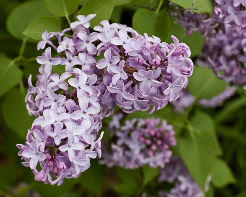 IMAGE: http://i1197.photobucket.com/albums/aa422/RamertPhotography/IMG_9923.jpg