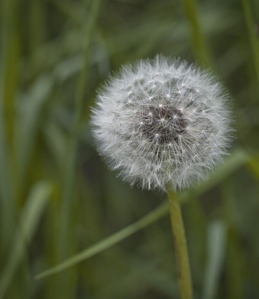 IMAGE: http://i1197.photobucket.com/albums/aa422/RamertPhotography/IMG_9928.jpg