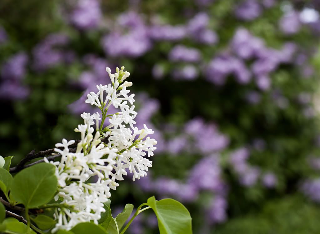 IMAGE: http://i1197.photobucket.com/albums/aa422/RamertPhotography/IMG_9934.jpg