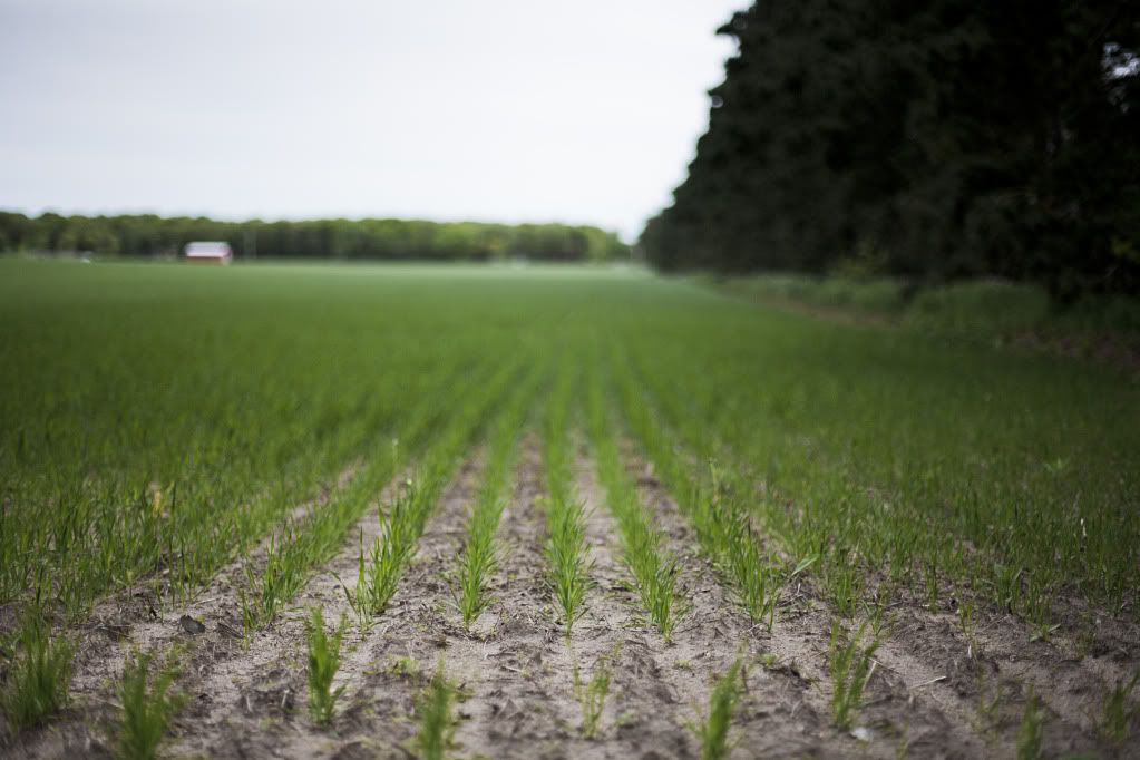 IMAGE: http://i1197.photobucket.com/albums/aa422/RamertPhotography/IMG_9939.jpg