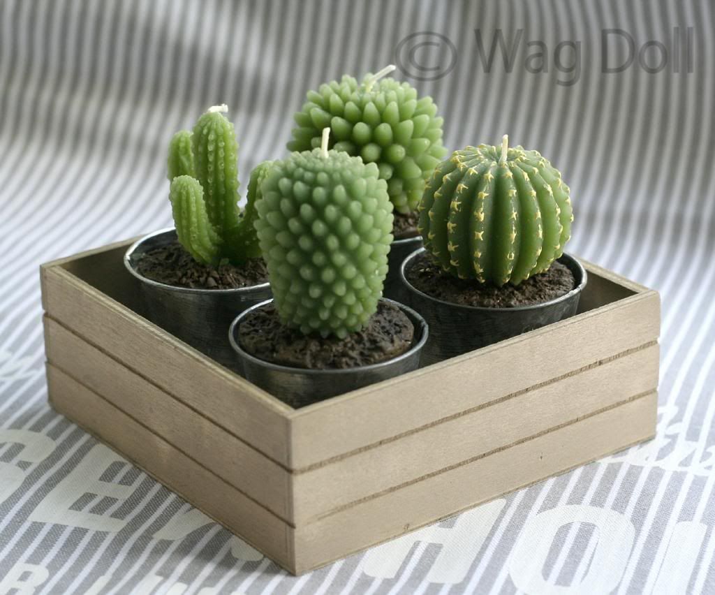 cactii candles