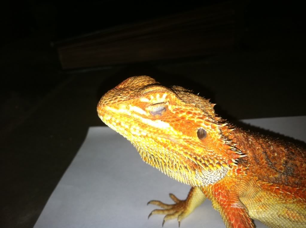 please help keeping eyes closed • Bearded Dragon . org