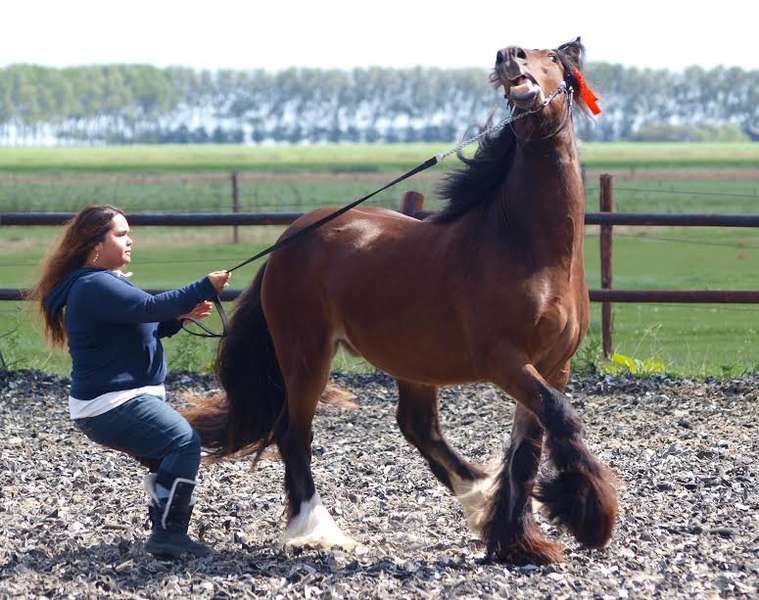 Afbeelding
