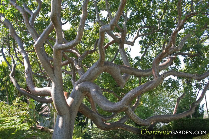 Gumbo Limbo