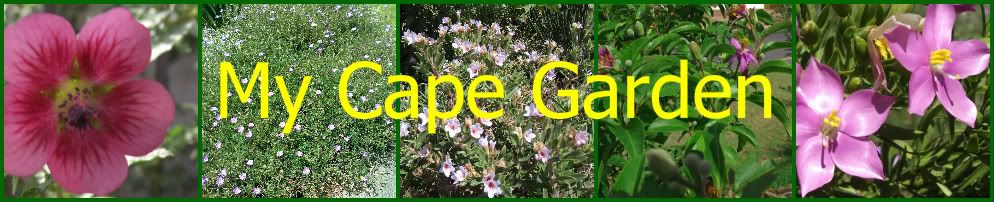 My Cape Garden