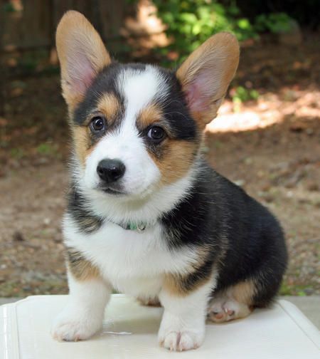  photo corgi1_zpsdde556a1.jpg