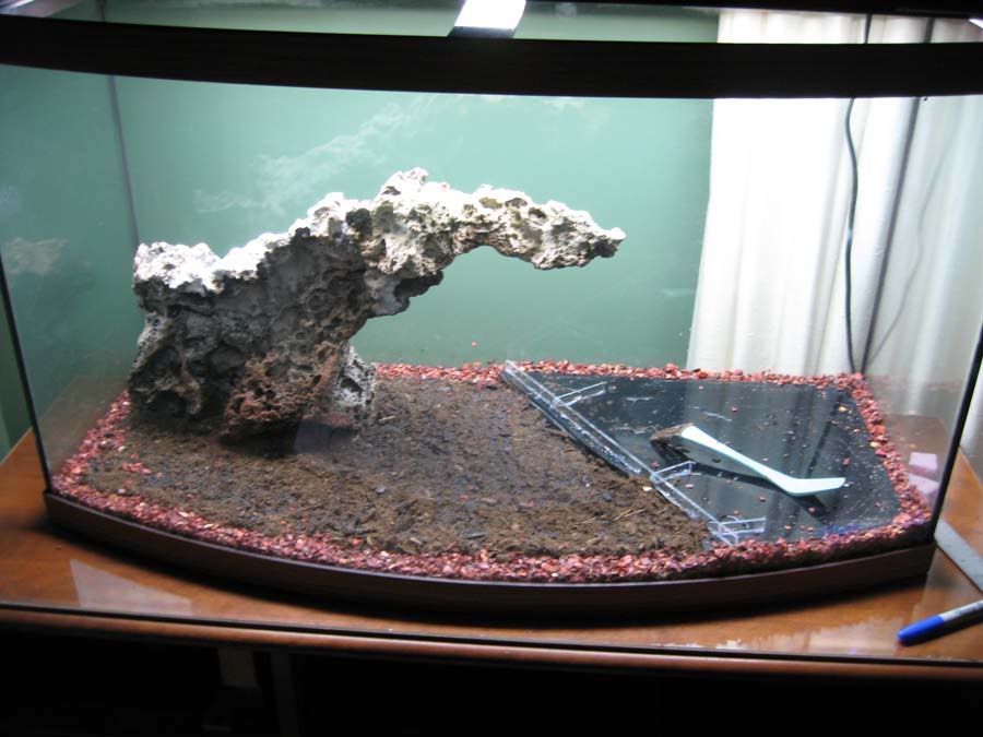 46 Gallon Bowfront Mostly Asian Themed The Planted Tank Forum