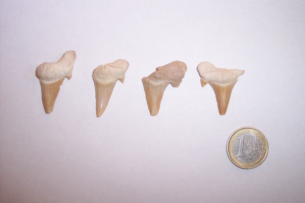 OtodusObliqqus-Eoceno-Marruecos1.jpg