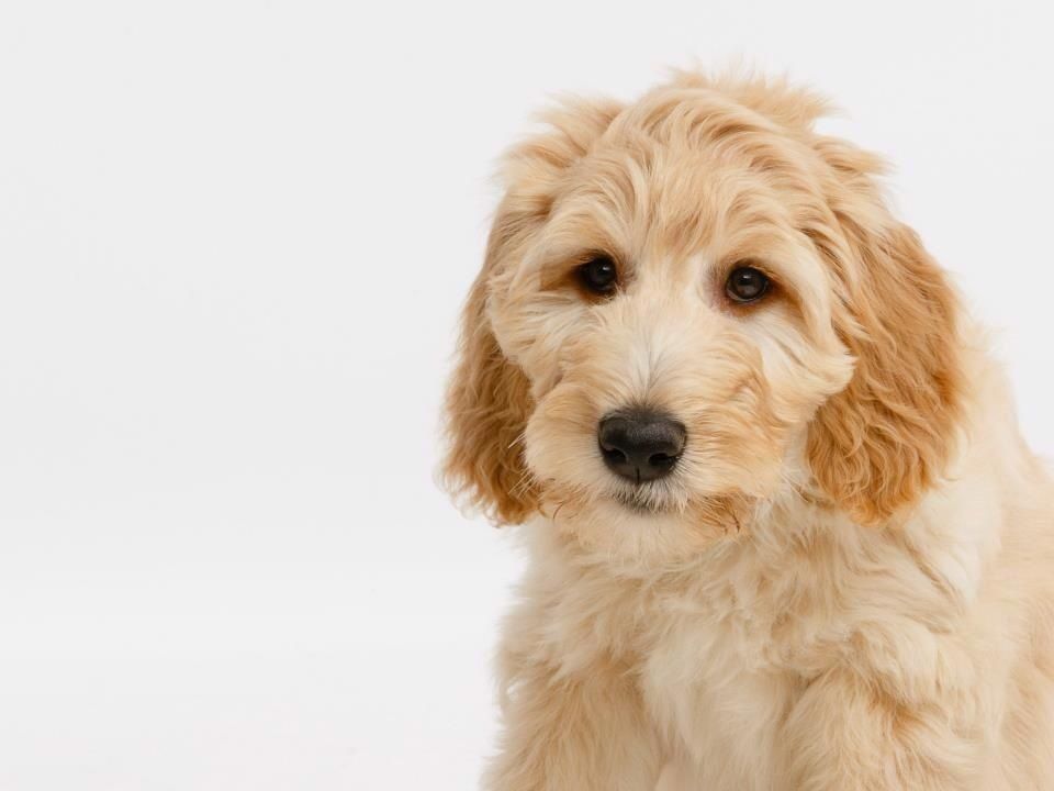 cosmic rays labradoodles