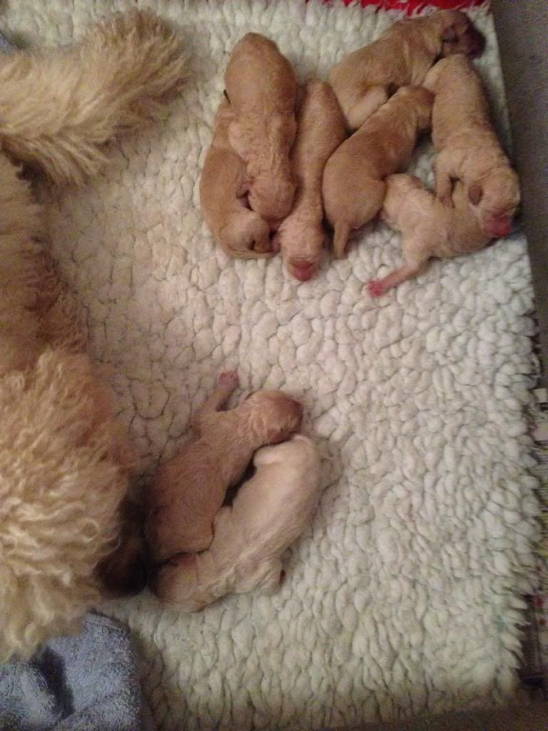 cosmic rays labradoodles