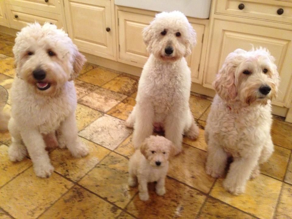 cosmic rays labradoodles