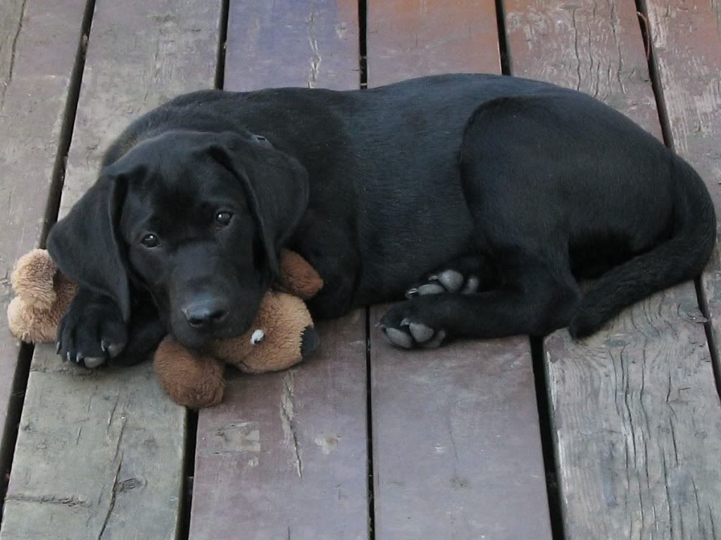 black labrador soft toy