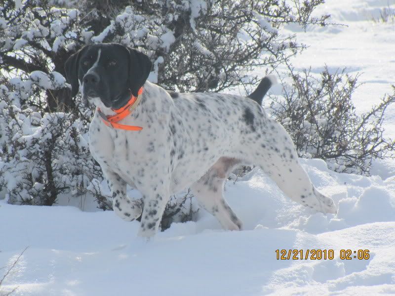 Hustler / Clown / Stradivarius litter due Late August German