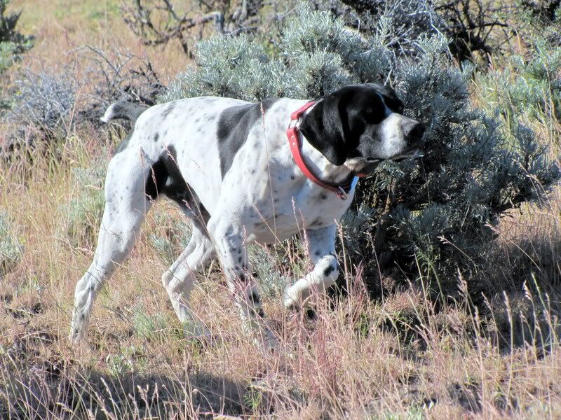 Hustler / Clown / Stradivarius litter due Late August German