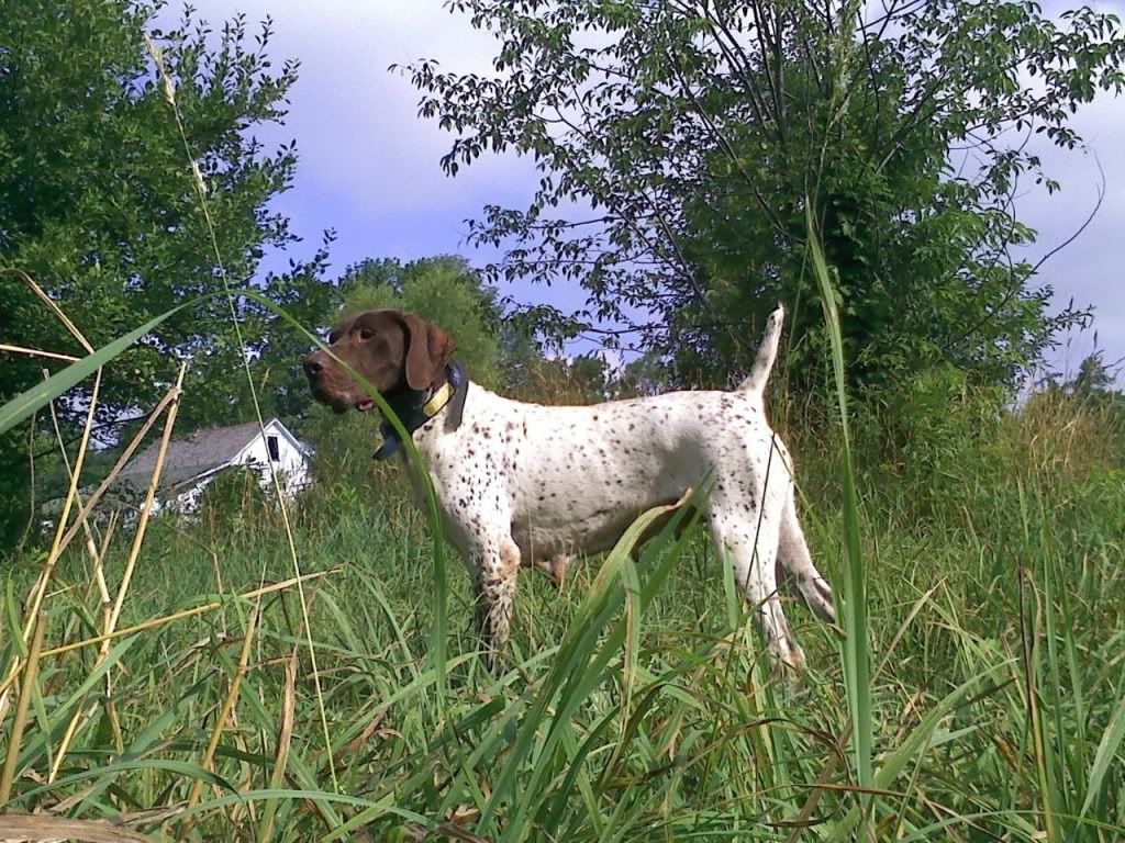 Sage Brush Gun Dogs LLC Washington Deutsch Kurzhaar, German