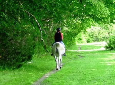 Poland. The path to Europe's longest horse Poland. The path to Europe's longest horse