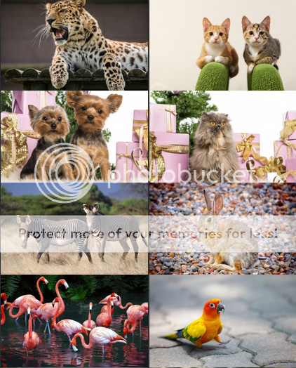 Must Have Animals for Desktop Background 2014