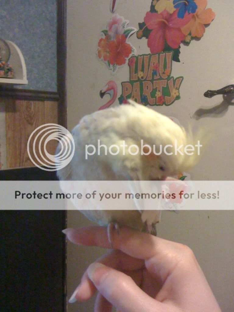 User Image